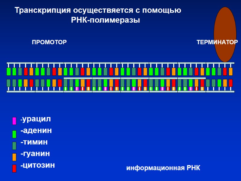 -урацил -аденин -тимин -гуанин -цитозин ПРОМОТОР ТЕРМИНАТОР Транскрипция осуществяется с помощью -урацил -аденин -тимин -гуанин -цитозин ПРОМОТОР ТЕРМИНАТОР Транскрипция осуществяется с помощью